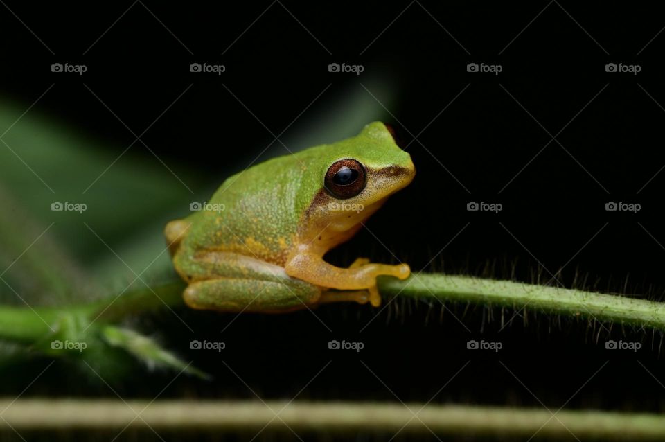 green colored frog macro
