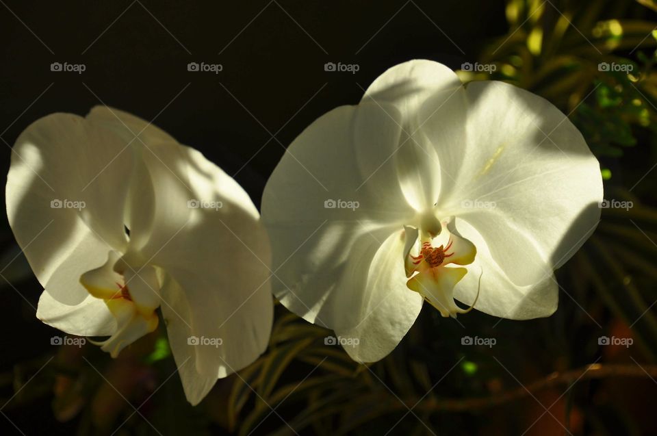 Beautiful white orchids