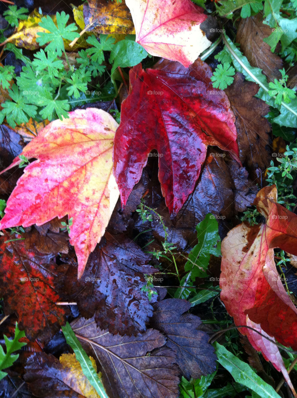 color autumn löv höst by annace