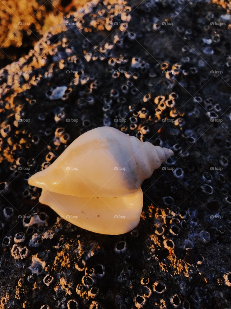 High angle view of conch shell with barnacle