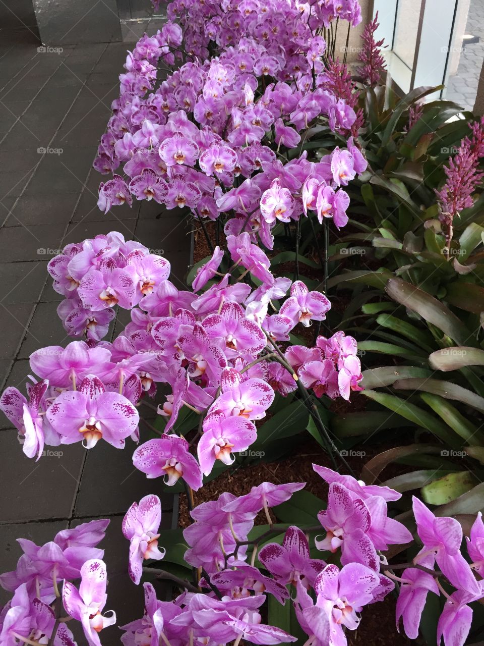 Purple Orchid