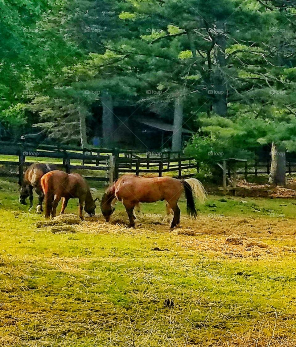 Beautiful horses!