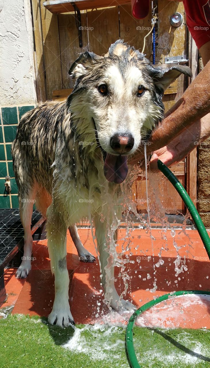 A Wolf getting a bath