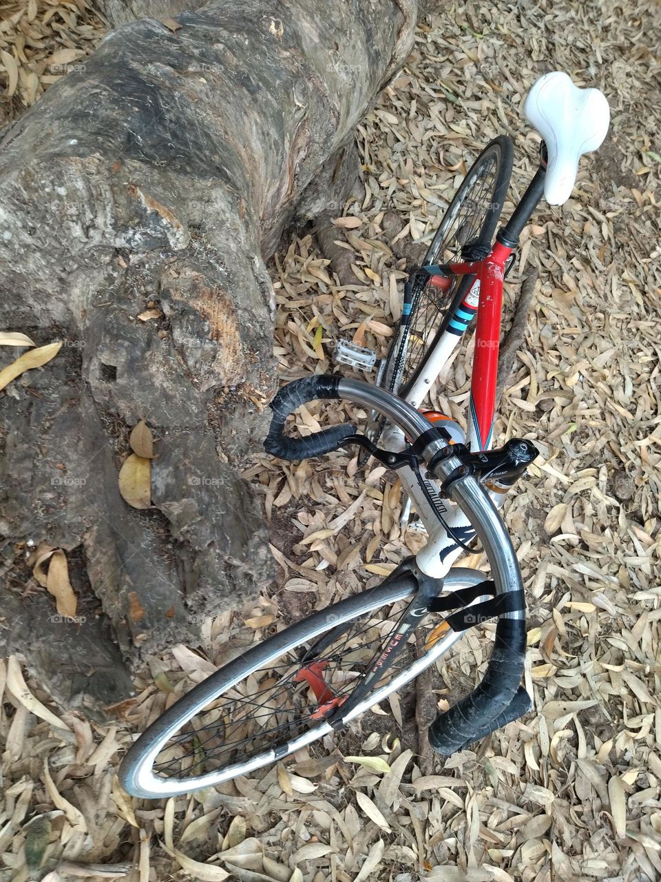 Bike and branch