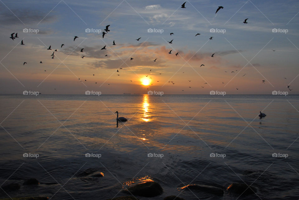 sea birds silhouettes