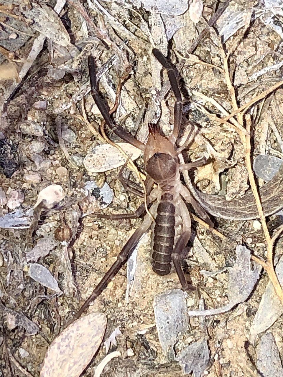 Camel Spider in Arizona