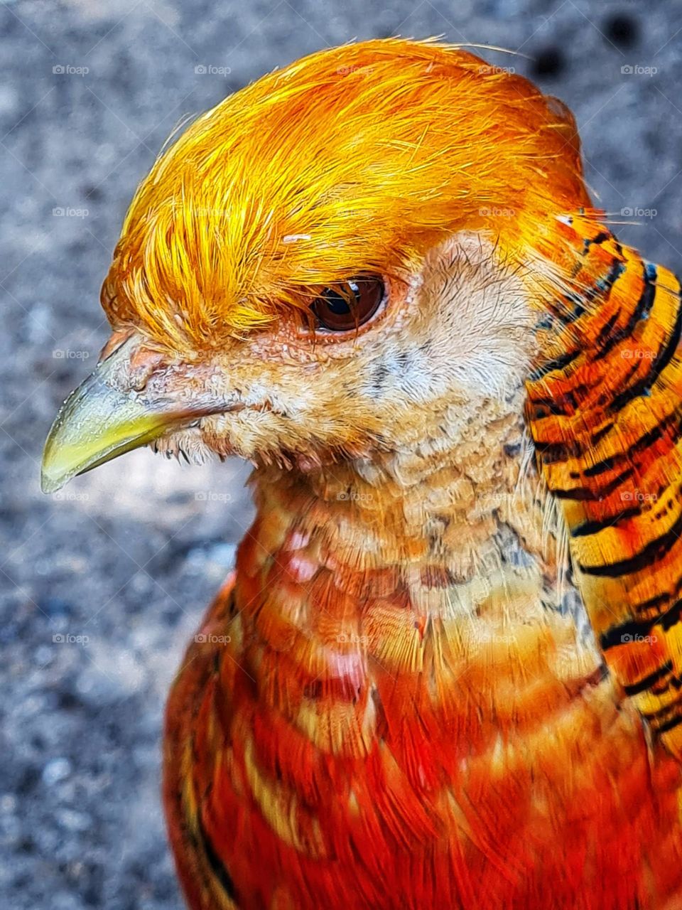 Beauty in nature, colorful