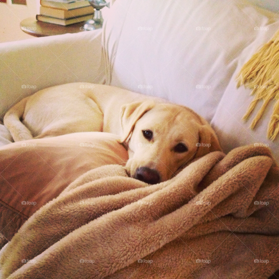 dog warmth snuggle labrador retriever by ellen_berry