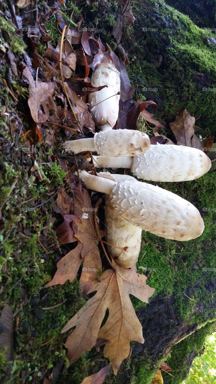 Mushroom, Fungus, Nature, Fall, Wood