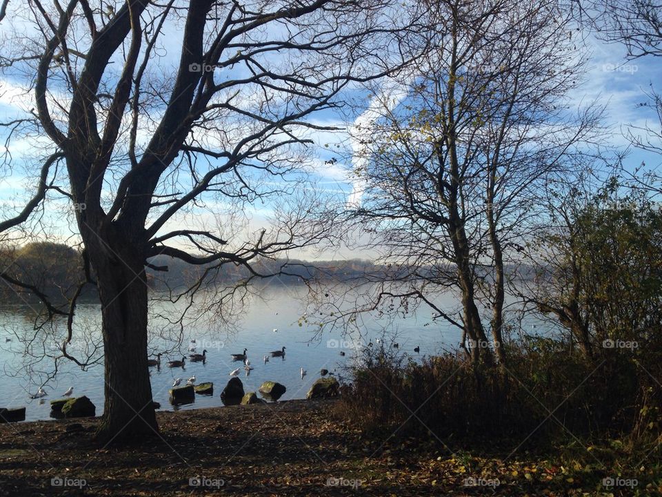 Through the trees at Pennington flash onto lake