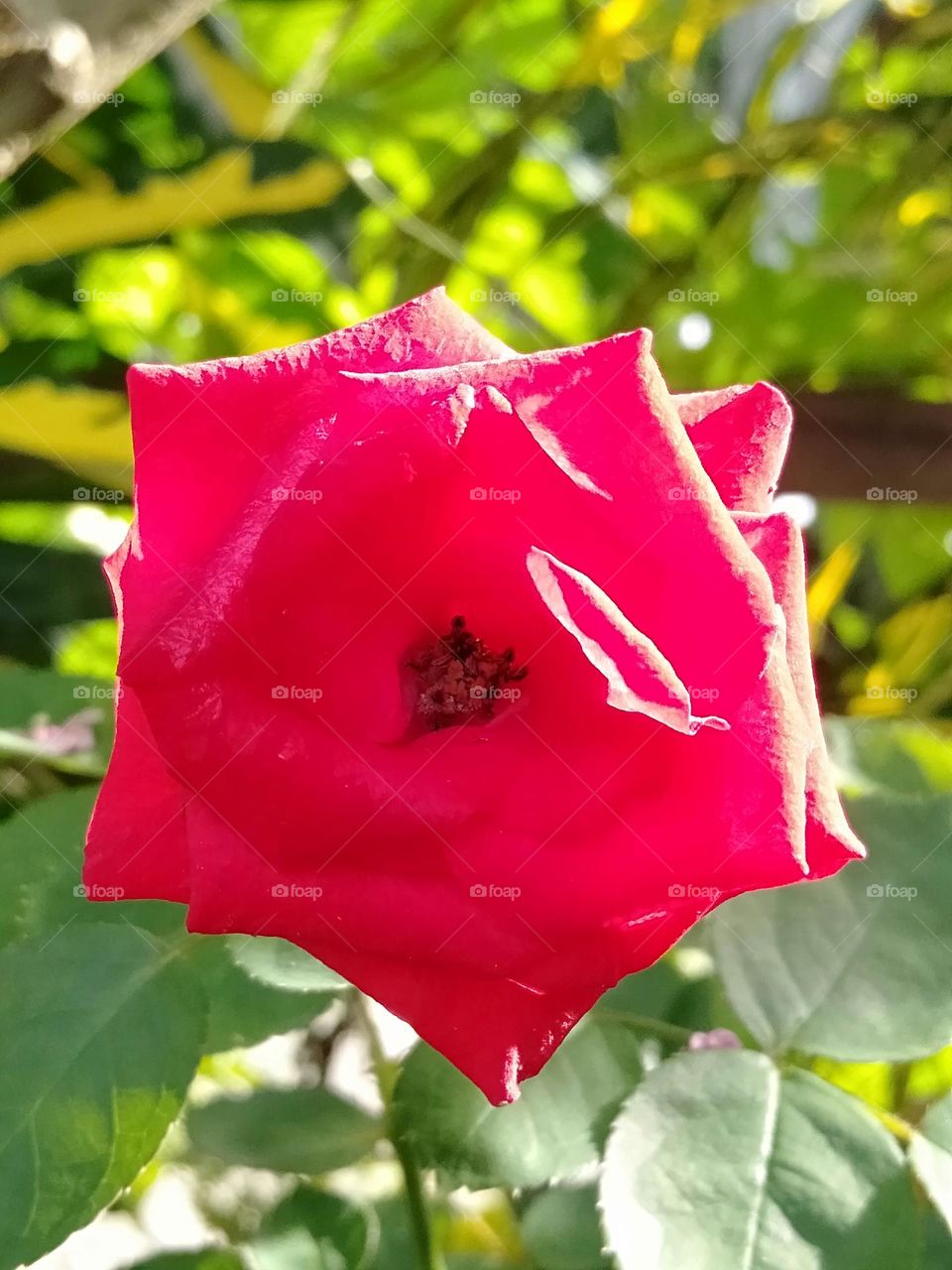 A lovely blooming rose!