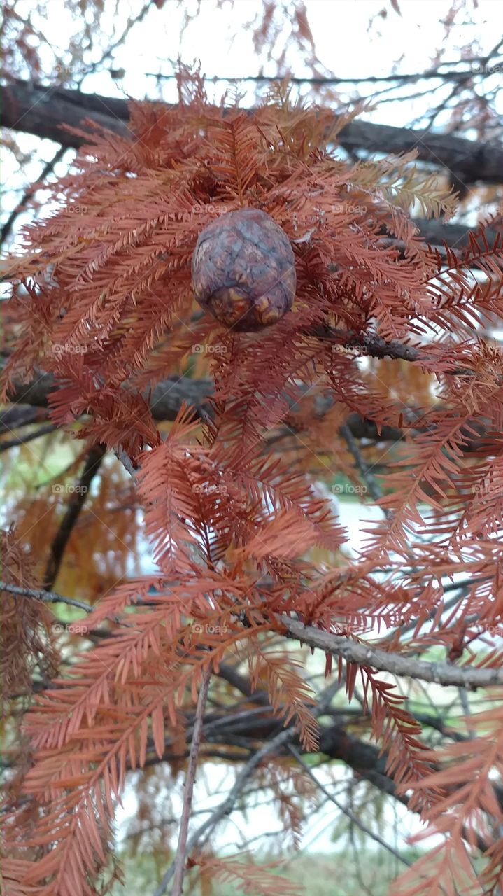 Tree, Winter, Season, Christmas, Branch
