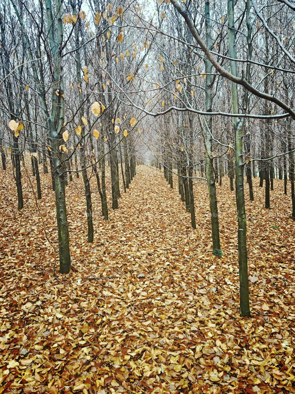 Beech Forest in Winter 