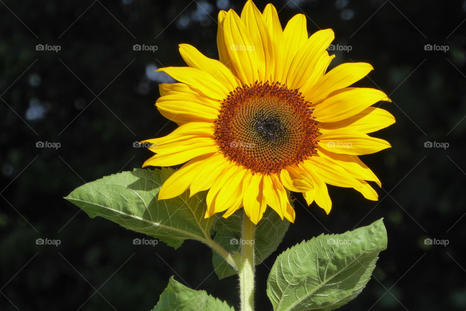 Sunflower fresh from the field 