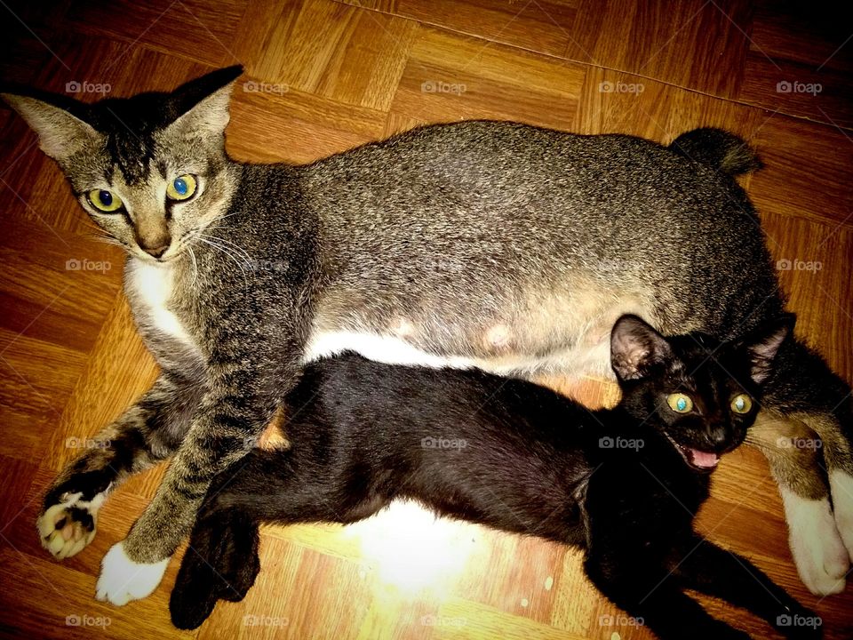 my cat getting pregnant again, named Kitty