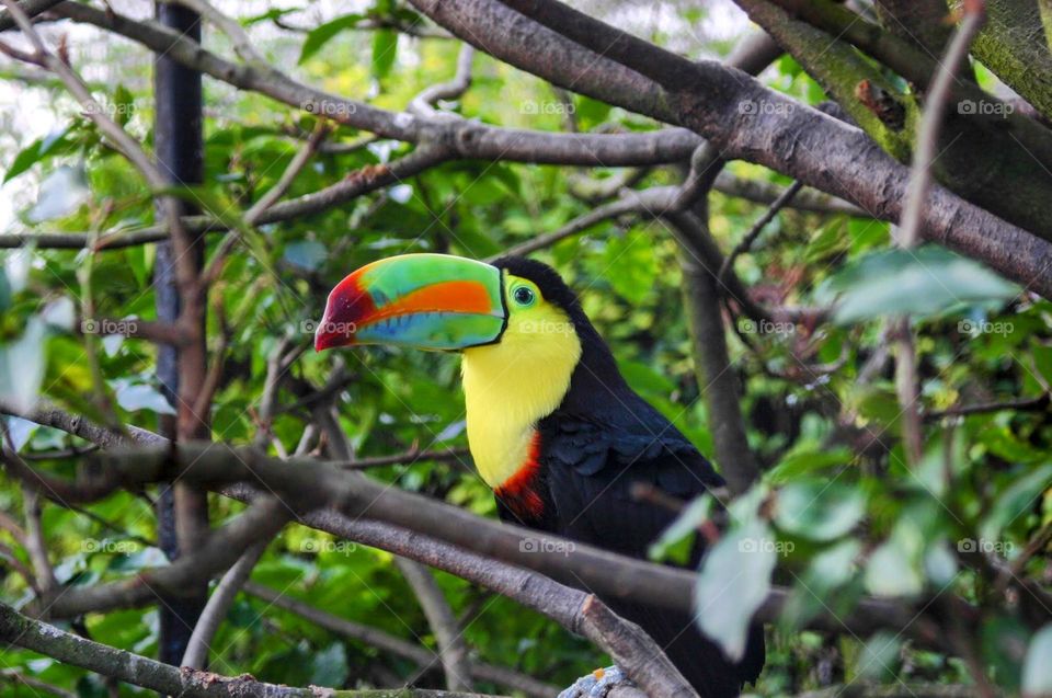 Toucan in a tree