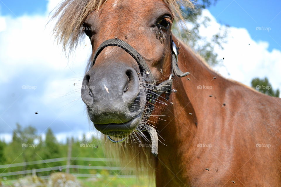 Very cute pony