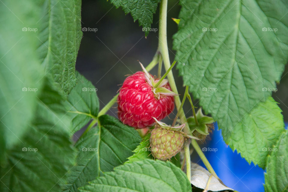 Raspberry on a bush.