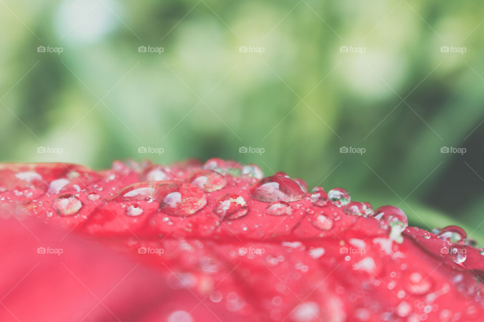 Raindrops On The Red Leaf.