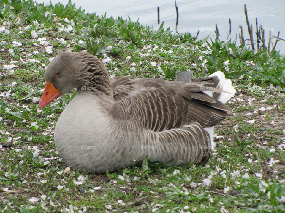 Goose