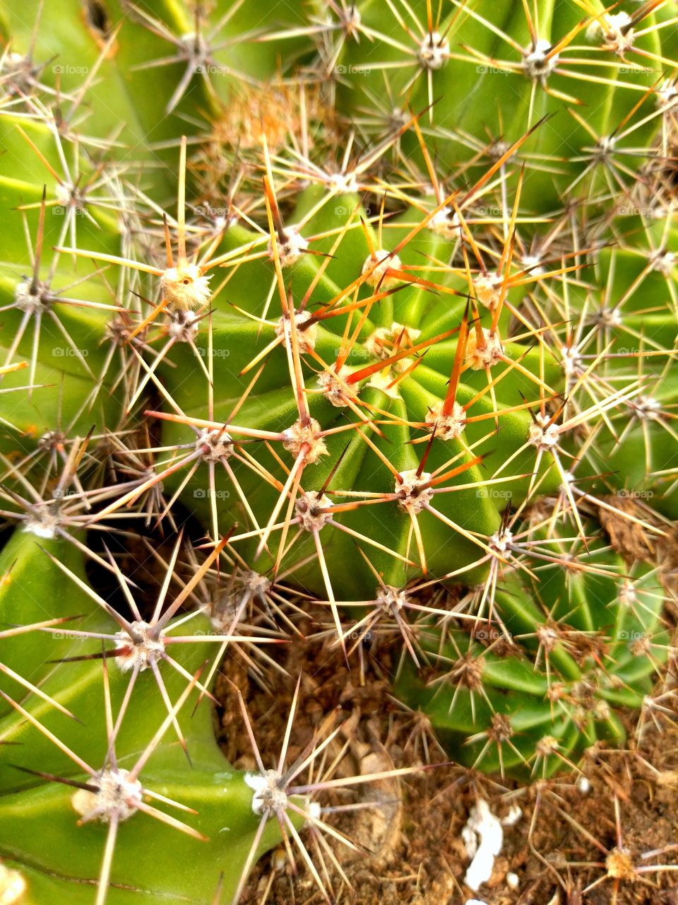 Life is like a cactus, thorny but beautifu.