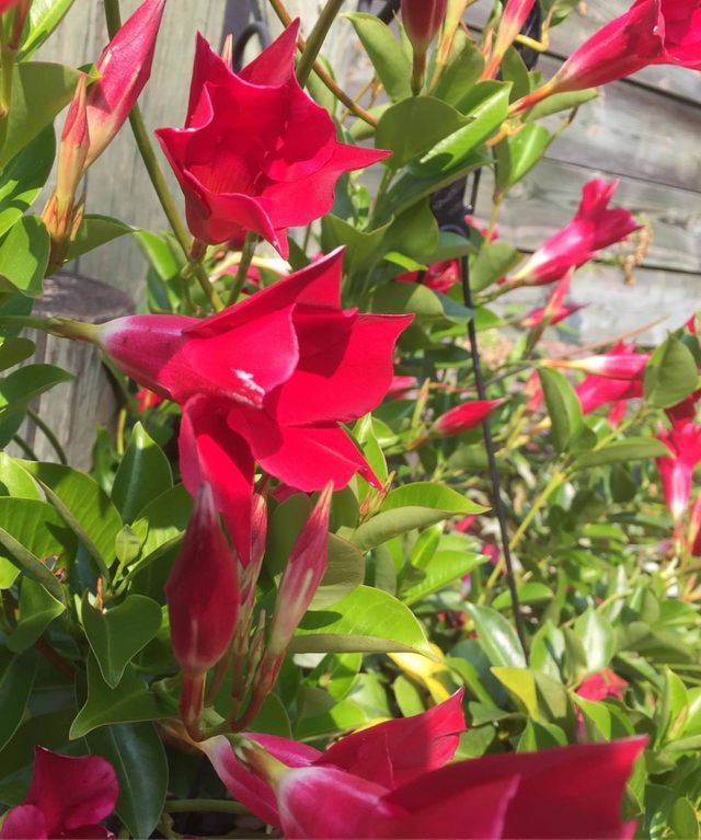 do you love flowers