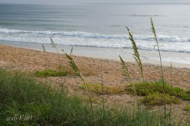 Peaceful Beach Grass, Atlantic Ocean Florida  Coastline 


 Florida Coastline