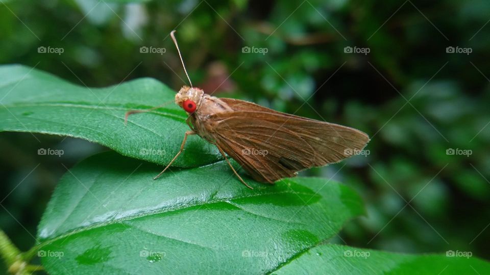A beautiful butterfly with red eyes perched on a leaf