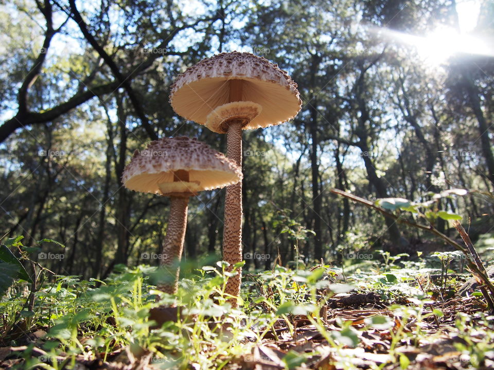 mushroom in the forest
