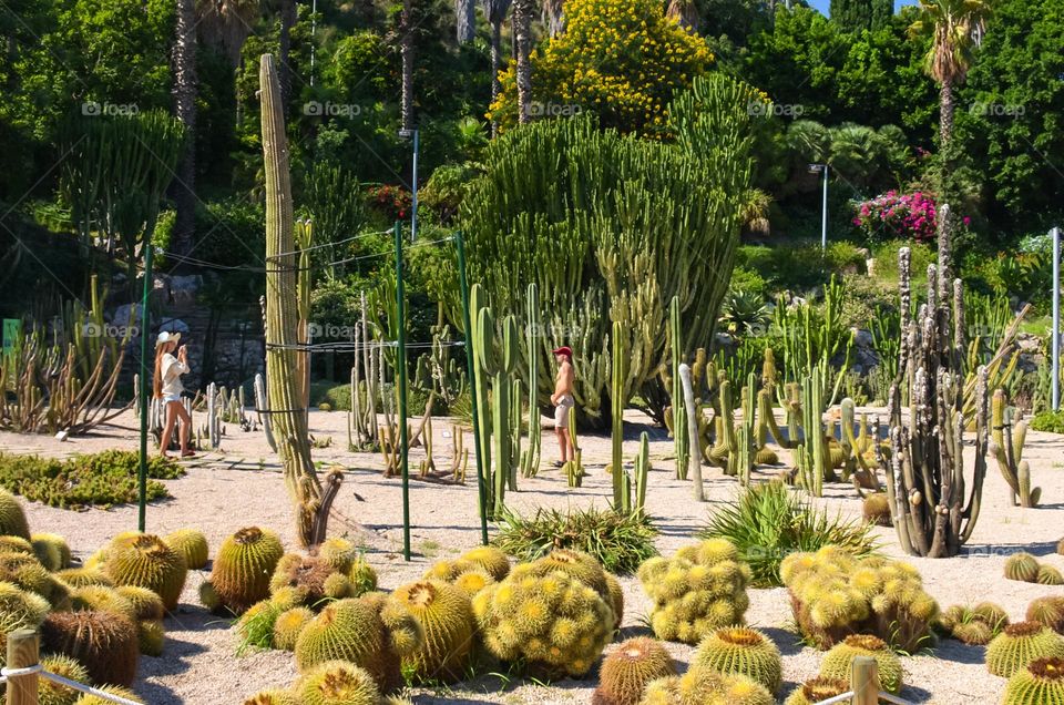 A woman and a man take pictures among   many cacti. I saw these amazing plants in Marimutra Botanical Gardens in Blanes, Spain. This Botanical Gardens covers almost 15hectares. It includes over 4000 different plant species.