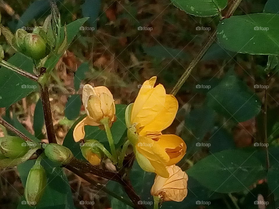 flower 2018-01-17 001 
#আমার_চোখে #আমার_গ্রাম #nature #flower 
#eukaryota #plantae #angiosperms #eudicots