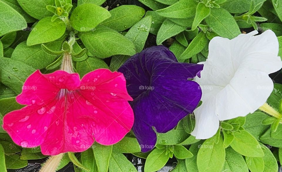 bright pink, purple and white Petunia flower blossoms and green leaves with Spring water drops