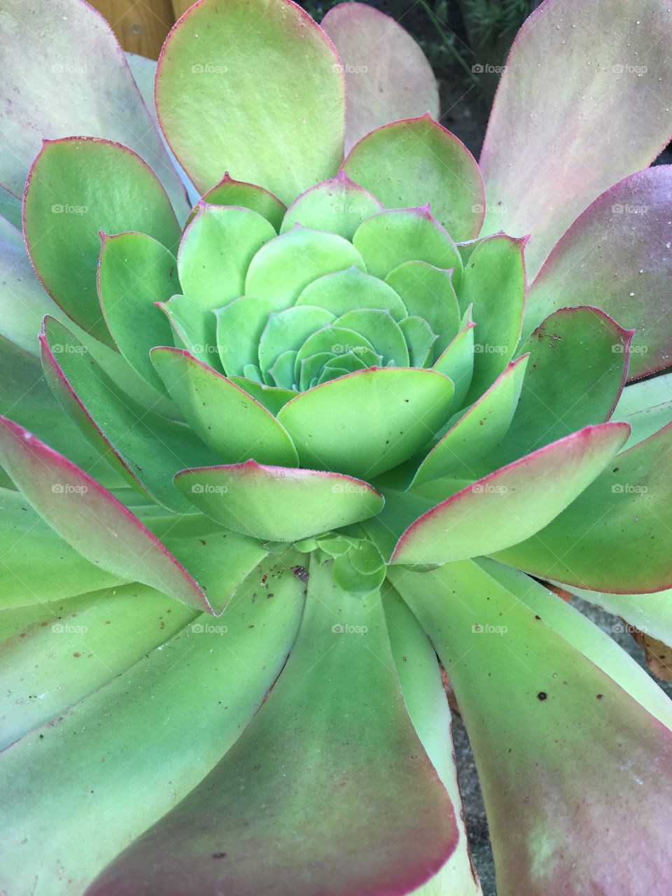 Succulent. 