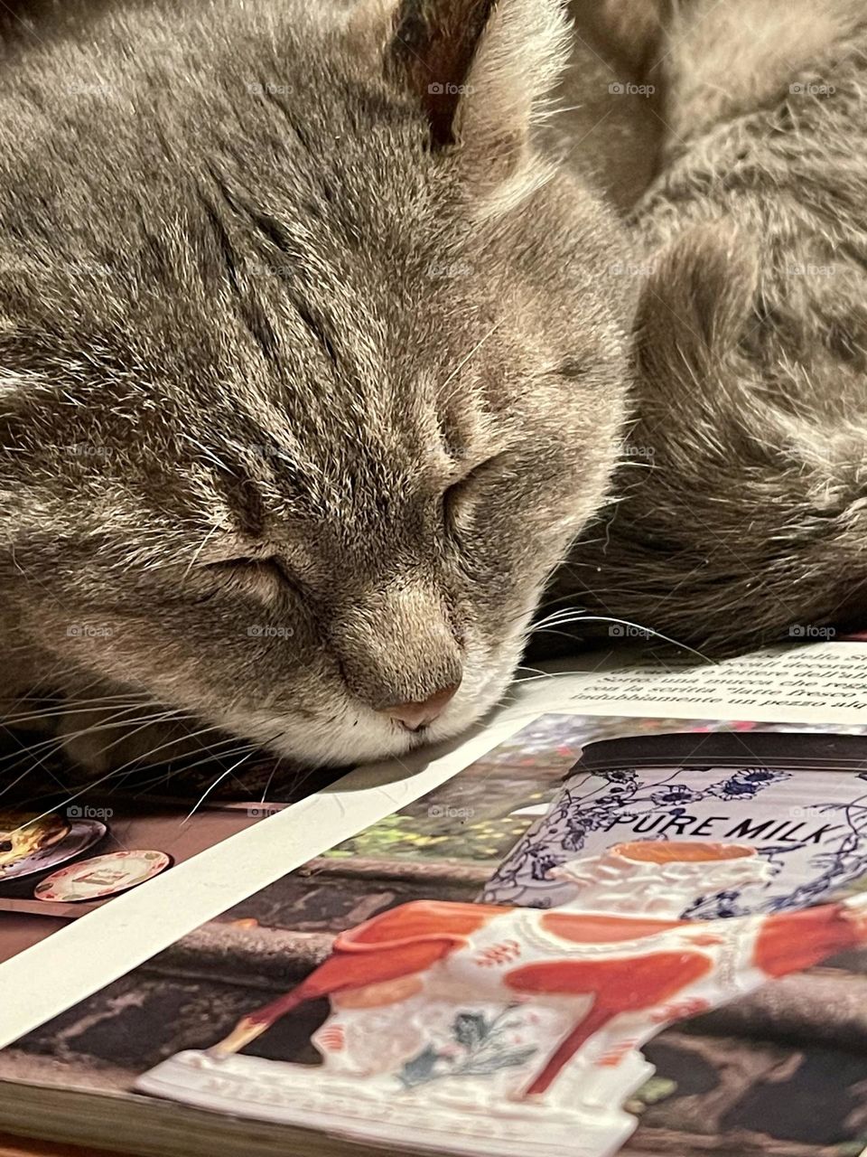 Grey cat sleeping on book, gray kitty deeply sleeping on a book 