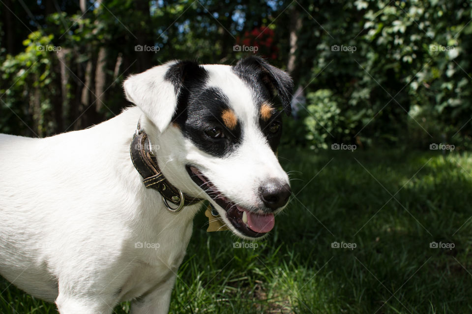 Cute smiling dog with one white ear and one black ear Jack russell Terrier breed outdoors in summer sunshine with trees in the background 