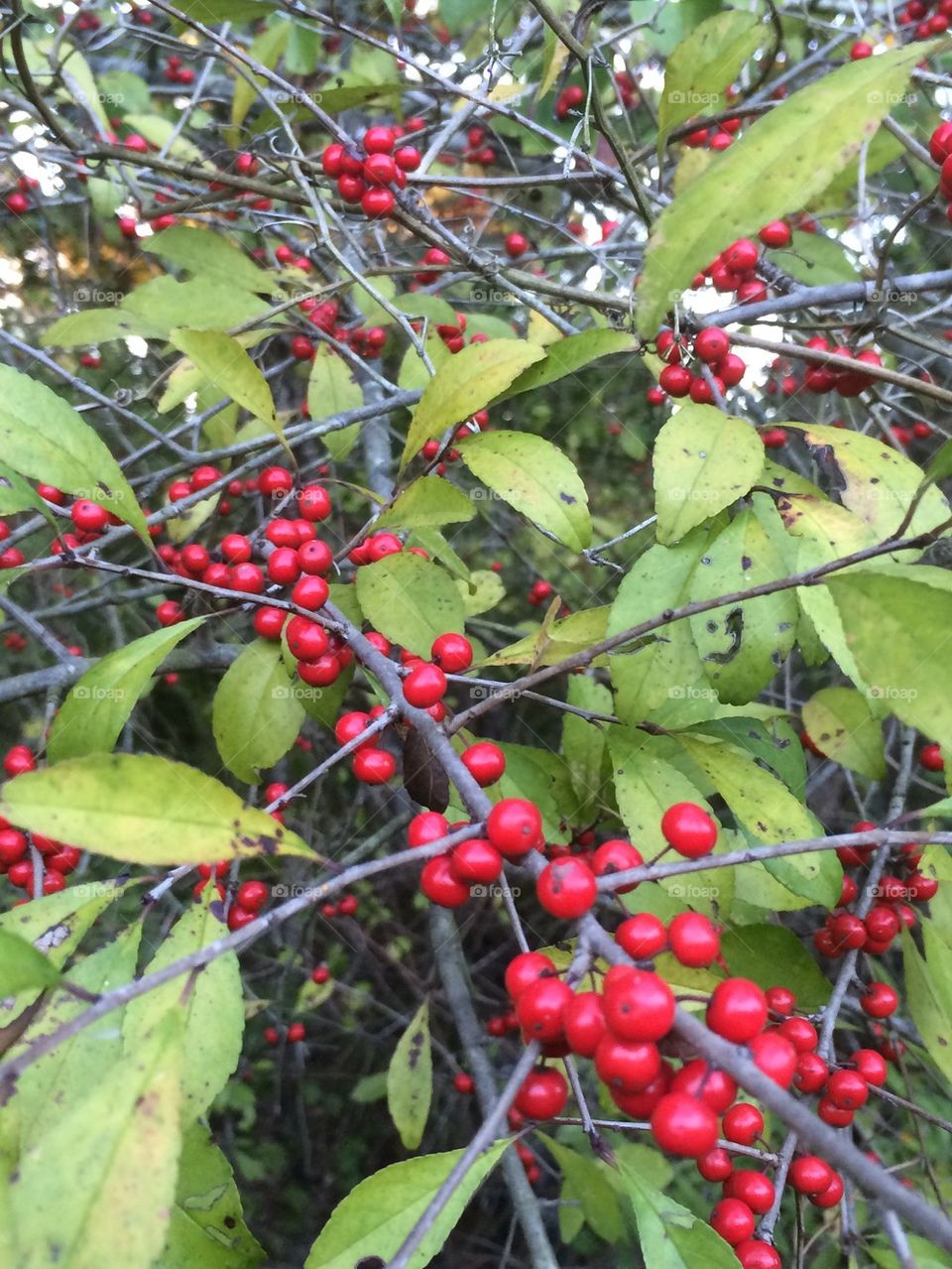 Red berries on the Bush