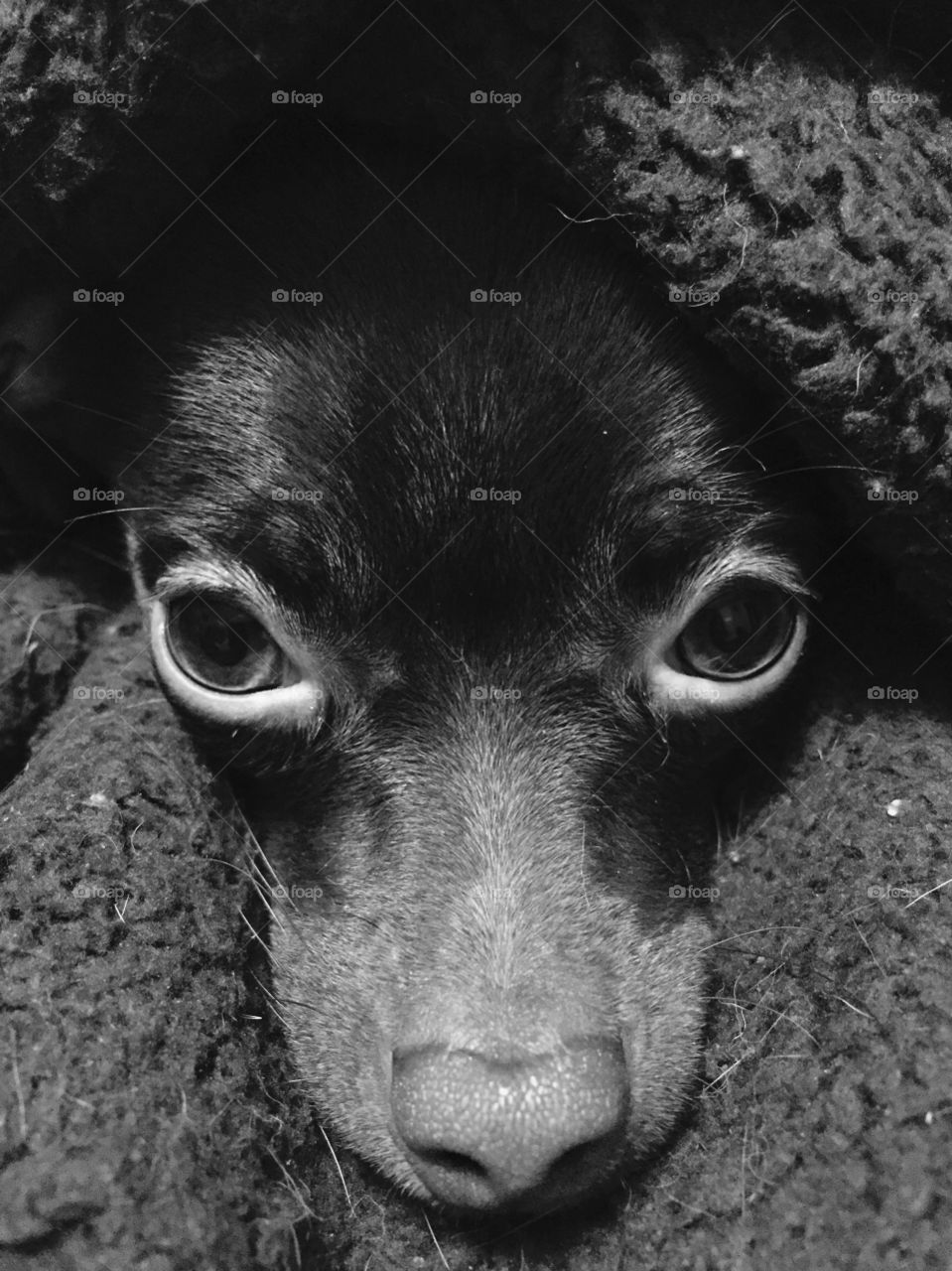 Puppy eyes . Puppy under a blanket with sad eyes 