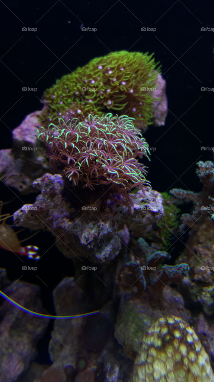 coral