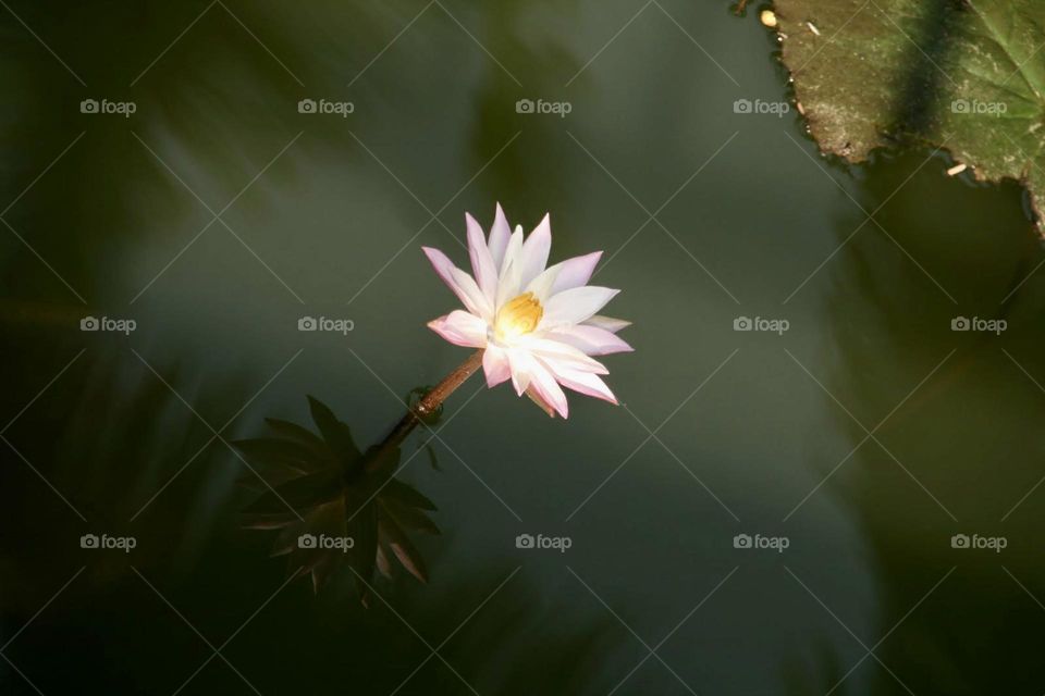 Lone Lilly