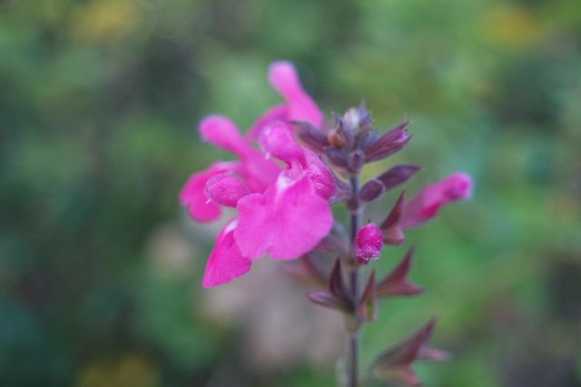 Little pink flower