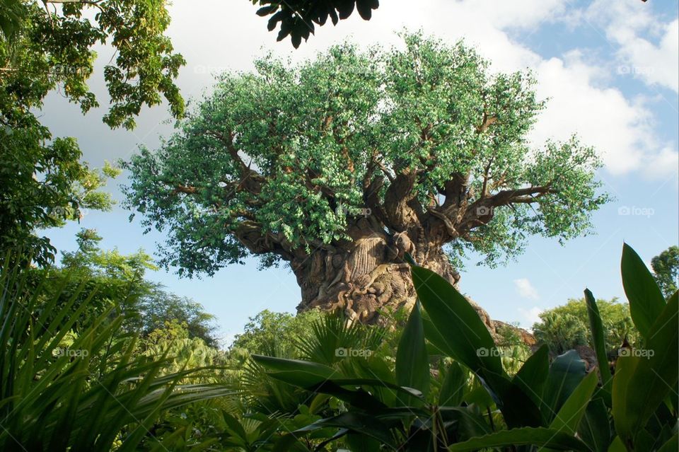Tree of Life