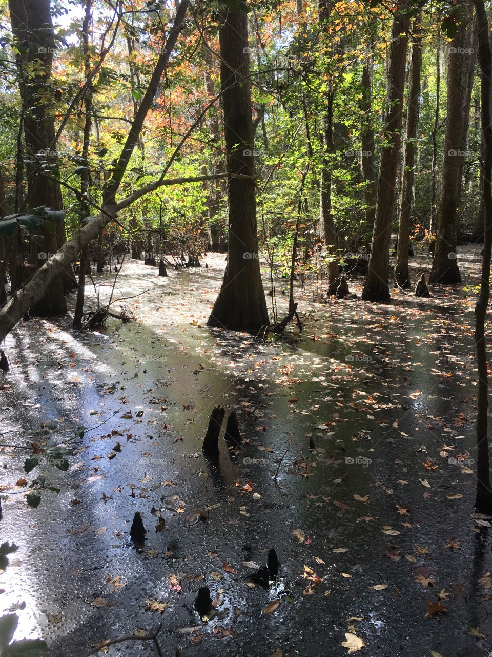 Tree trunk reflecting on lake