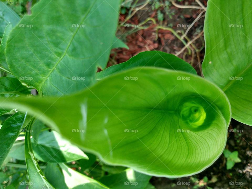 Young Turmeric leaf unfurling