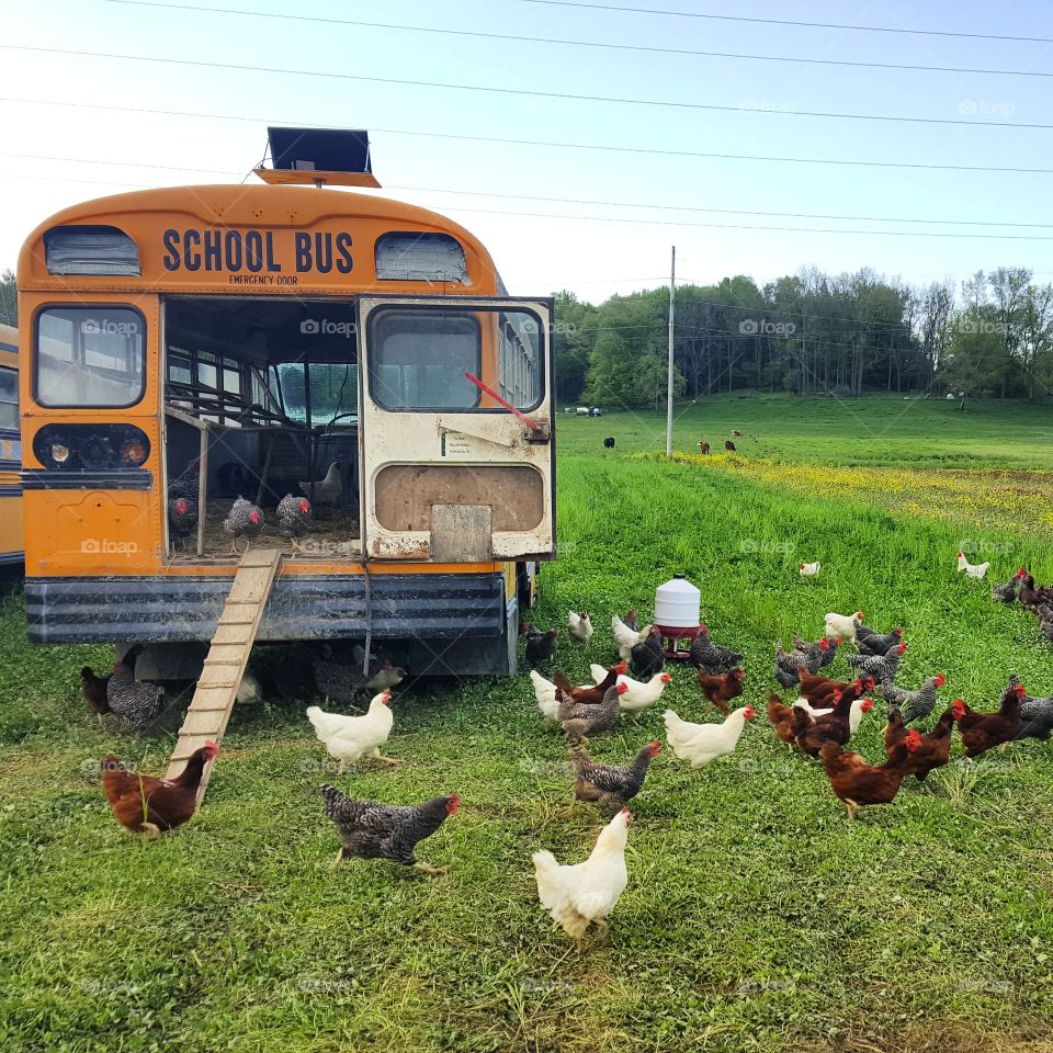 Chickens Bus