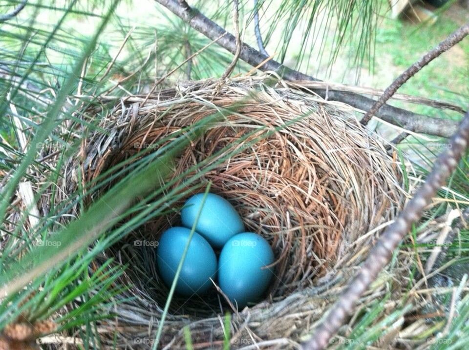 Robin eggs 