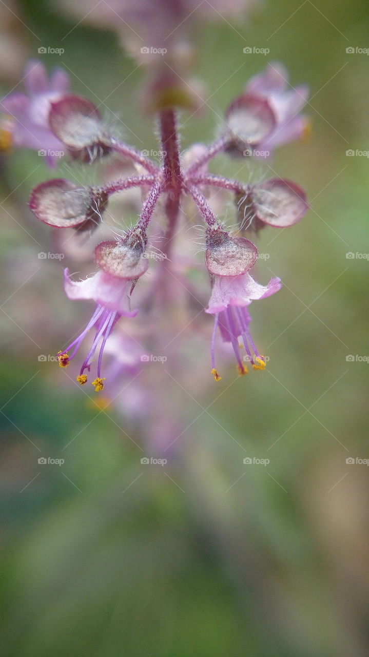 the most beautiful blooming little flowers in my garden