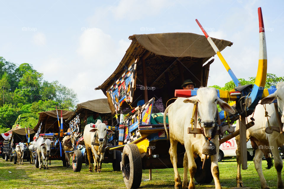 Ox Cart Parade. A Couple of Ox Cart are lining up for a parade in Ox Cart Festival(29/10/2017). Ox Cart Festival is a annual festival held in Yogyakarta,Indonesia to preserve the tradition using ox cart for farming,transporting,and many more activity.