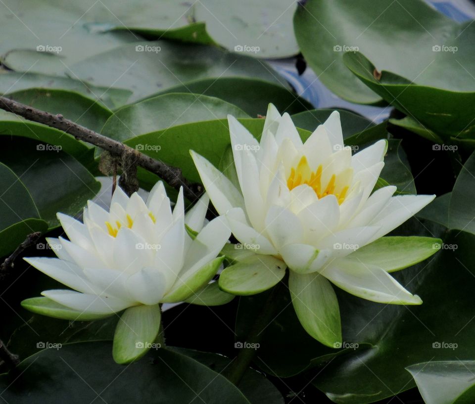 Waterlily 