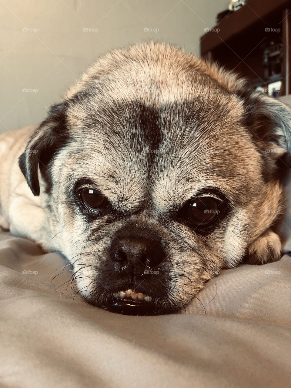 Pug mix dog on a bed close up with a serious underbite