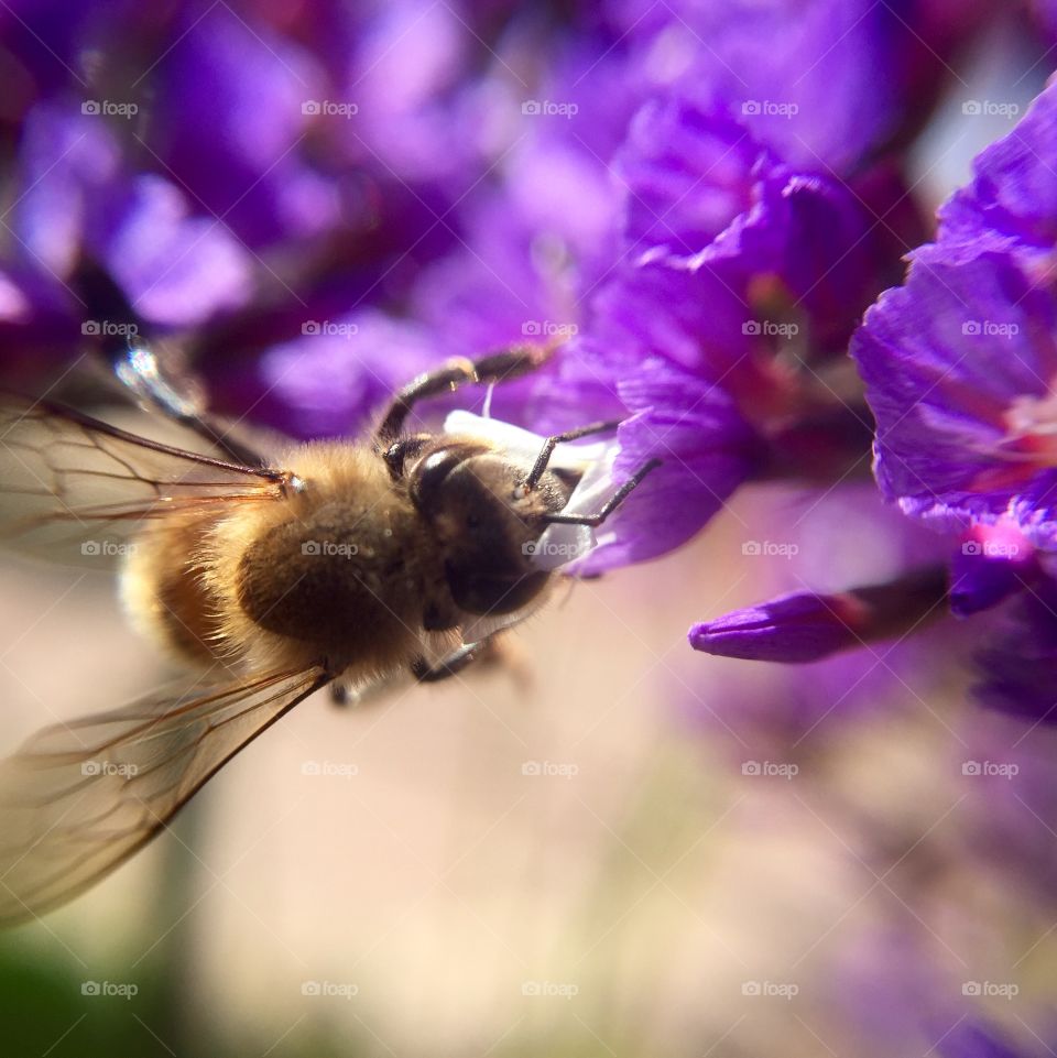 Close-up of bee on purple flower